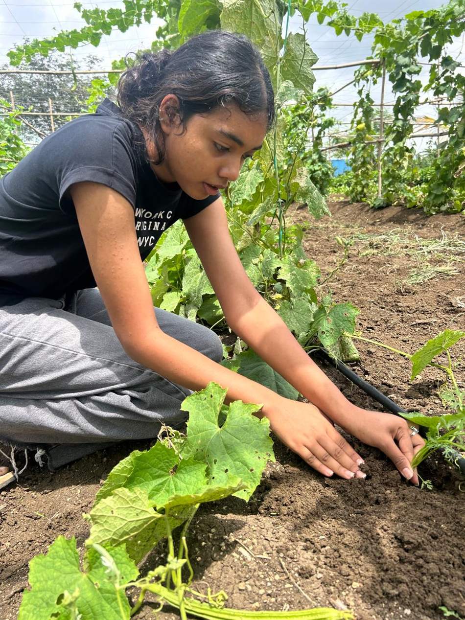 Kruthika kneeling in the soil, laying a black drip irrigation line along the base of the vines