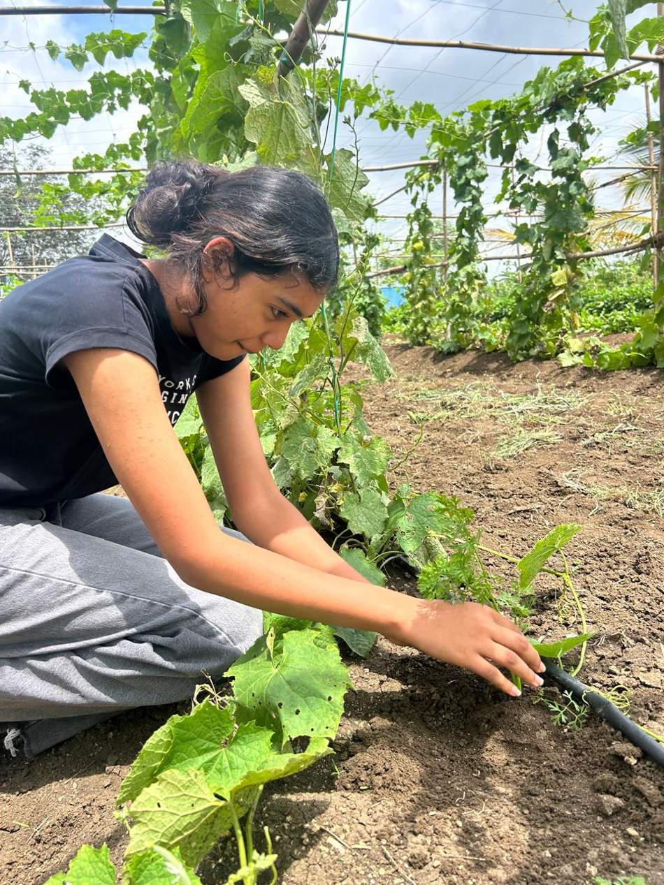 Kruthika settling the drip pipe under the vine canopy