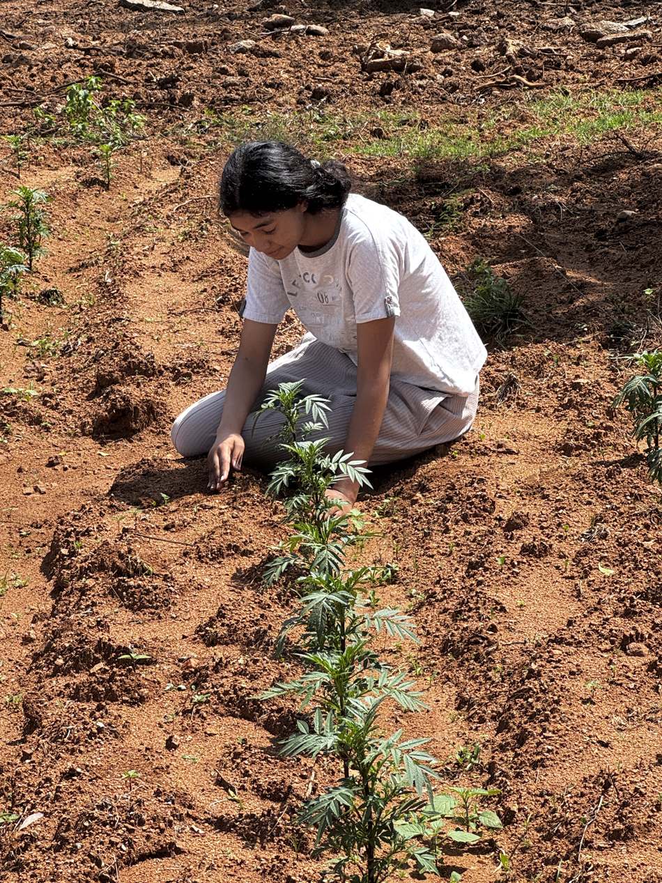 Close view of hands settling a marigold seedling into red soil, a planted row running away from the camera